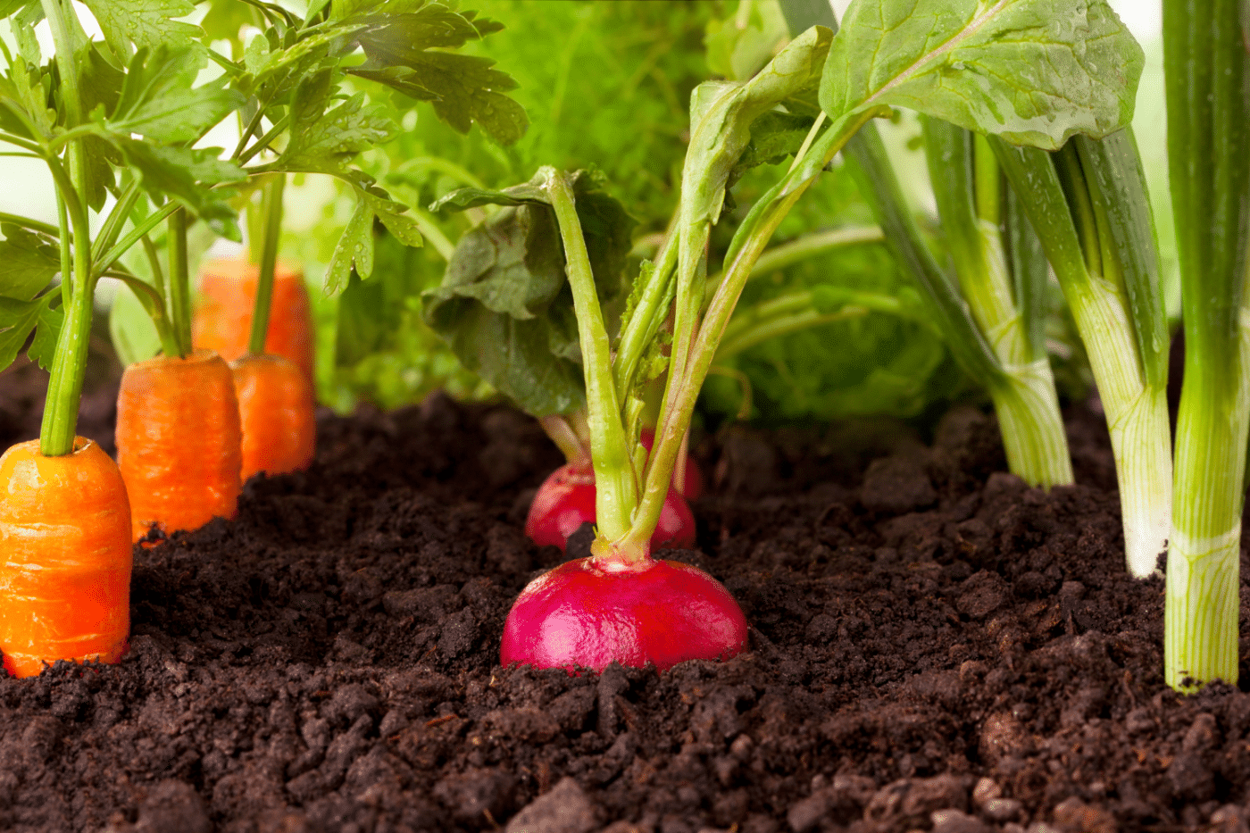 do metal raised garden boxes make the soil to hot for vegatables